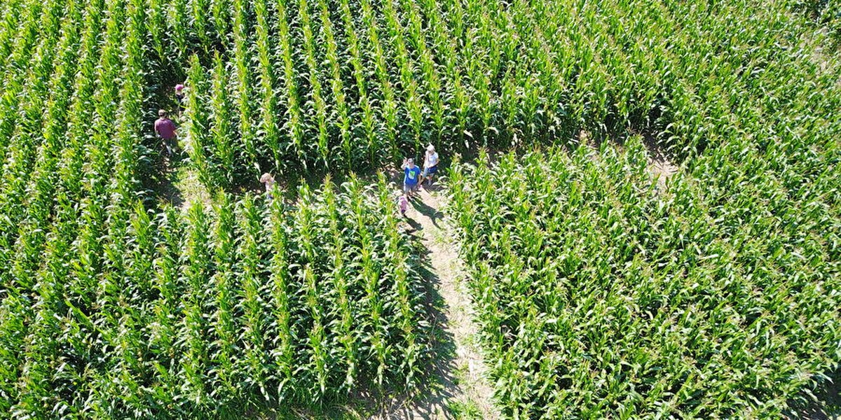 Titelbild des Events: Maislabyrinth, Kloster Fahr