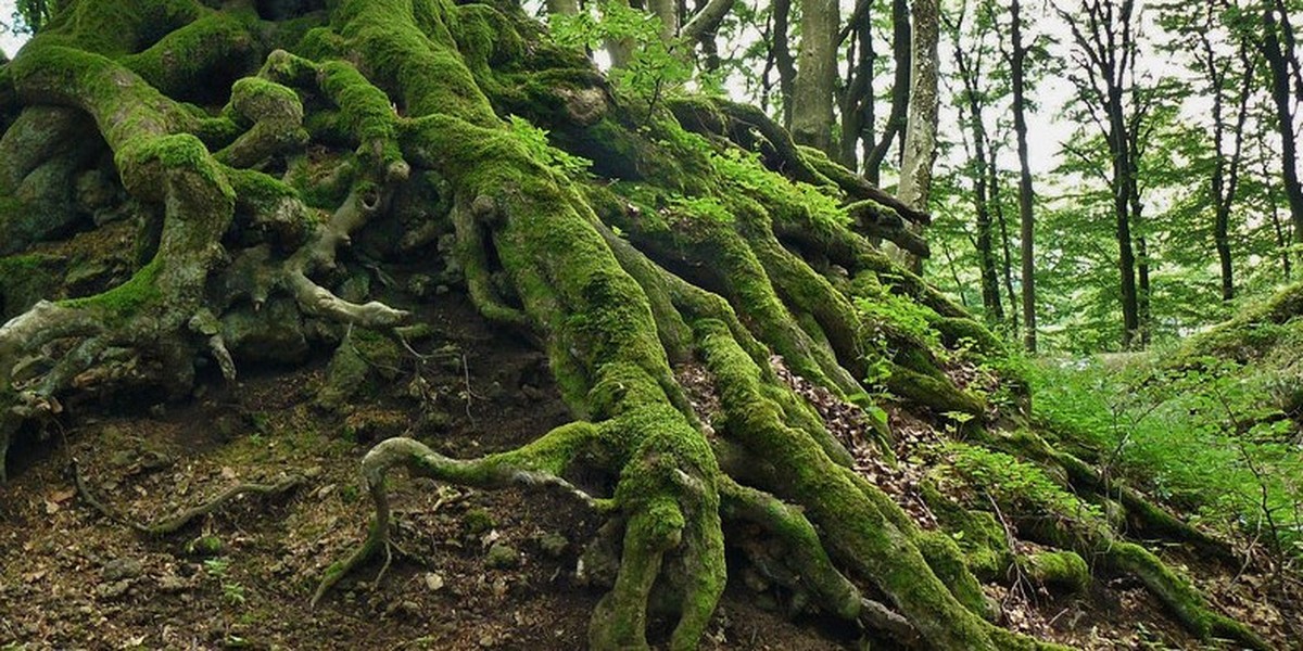 Titelbild des Events: «Wie kommunizieren Bäume», Bergdietikon