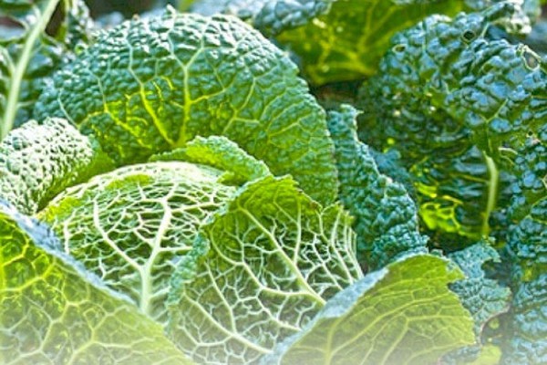 Rosenhof, Spreitenbach