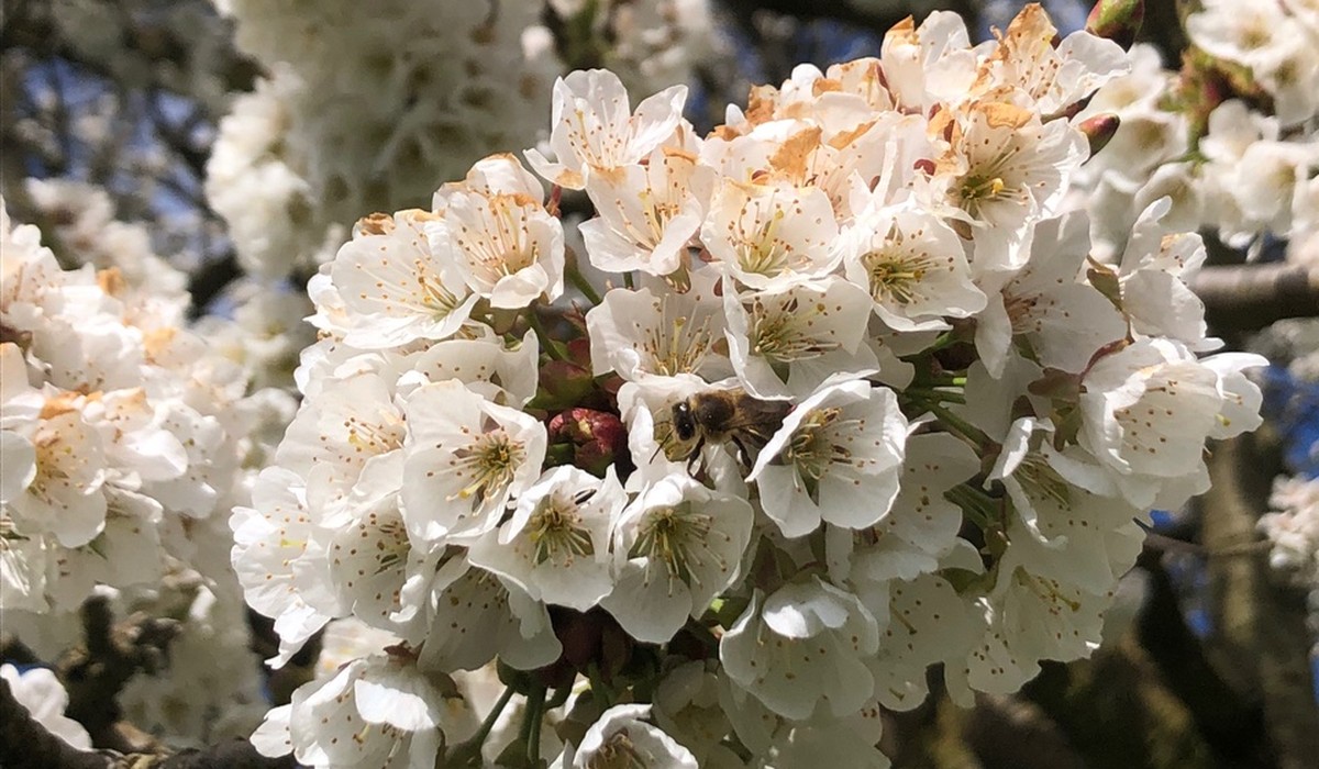 Titelbild des Artikel: Den Frühling feiern