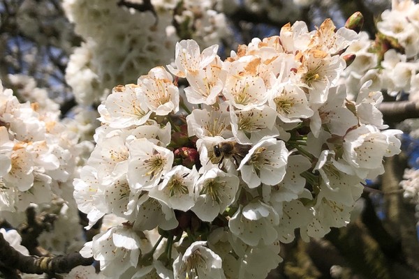 Den Frühling feiern