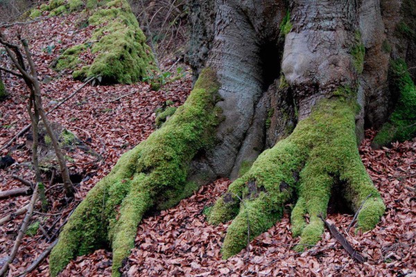 Tüfels Chäller, Baden