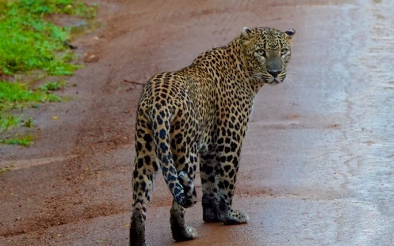 Insel der Kontraste – Unterwegs in Sri Lanka, Unterengstringen