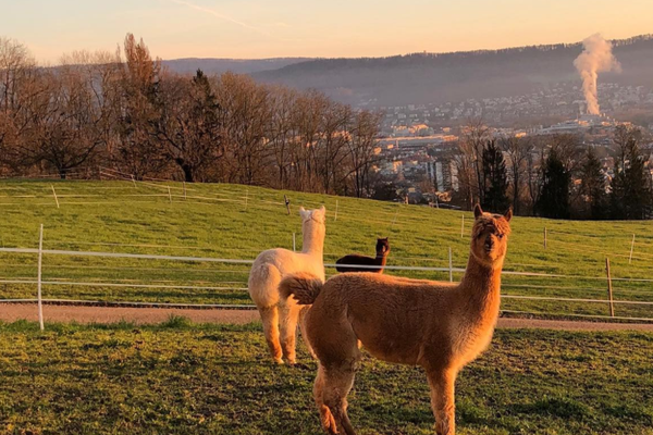 Tierisch gute Begegnungen