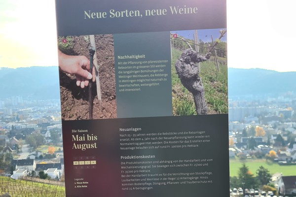 Reblehrpfad Wettingen