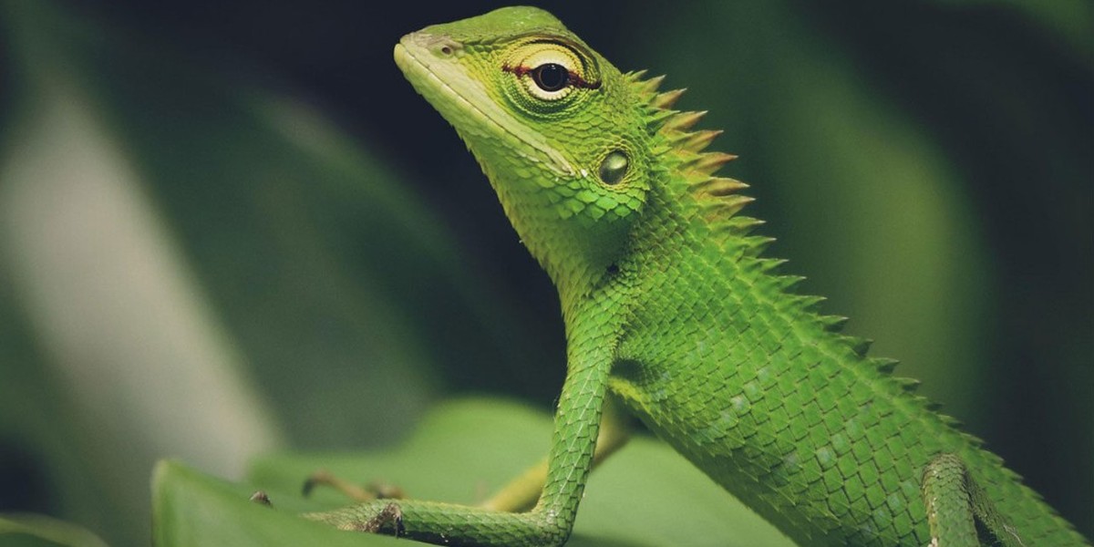 Titelbild des Events: TerraExpo, Spreitenbach