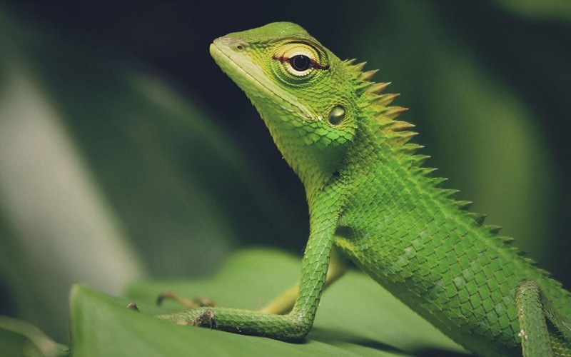 TerraExpo, Spreitenbach