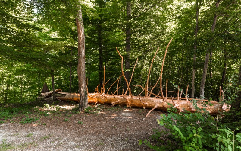 Michel Comte «Clea­rings», Zürich
