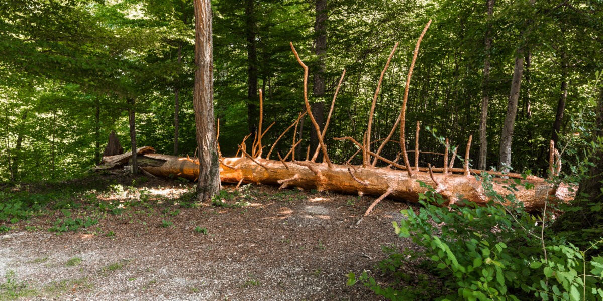 Titelbild des Events: Michel Comte «Clea­rings», Zürich