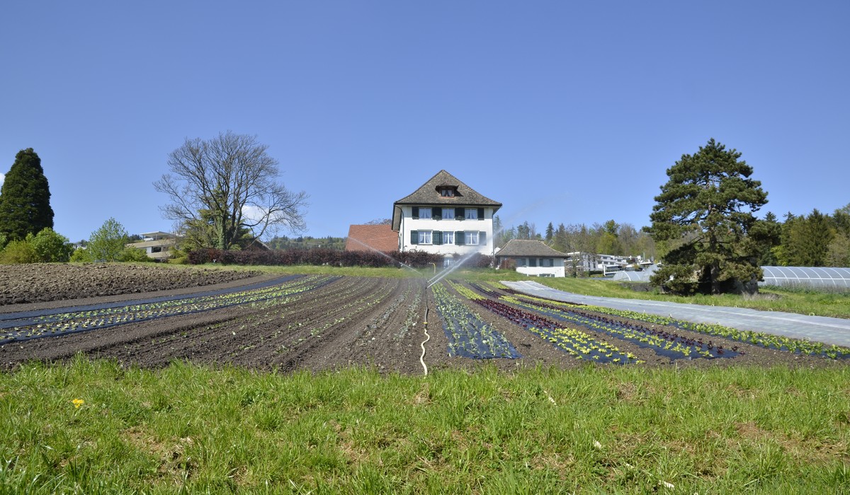 Titelbild des Artikel: Ankenhof, Oberengstringen