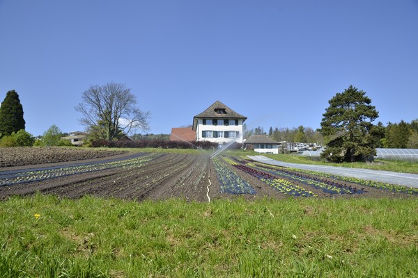 Ankenhof, Oberengstringen